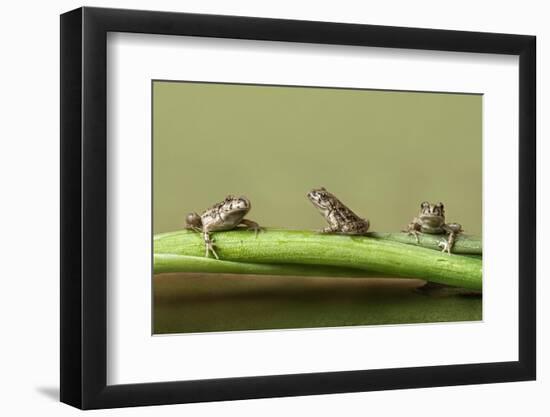 Tres En Rana-Javier Senosiain-Framed Photographic Print