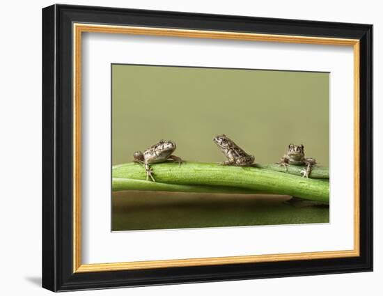 Tres En Rana-Javier Senosiain-Framed Photographic Print