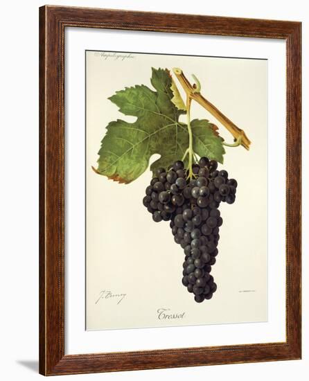 Tressot Grape-J. Troncy-Framed Giclee Print