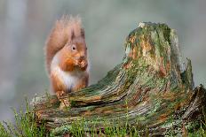 Red Squirrel Sitting on a Old Tree Stump Looking Forward-Trevor Hunter-Framed Premier Image Canvas