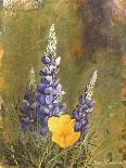 Poppies and Lupine-Trevor V. Swanson-Giclee Print