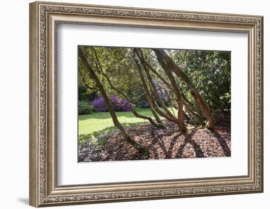 Trewithen Gardens, Near Truro, Cornwall, England-Paul Harris-Framed Photographic Print