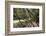 Trewithen Gardens, Near Truro, Cornwall, England-Paul Harris-Framed Photographic Print