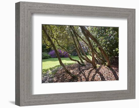 Trewithen Gardens, Near Truro, Cornwall, England-Paul Harris-Framed Photographic Print