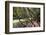 Trewithen Gardens, Near Truro, Cornwall, England-Paul Harris-Framed Photographic Print