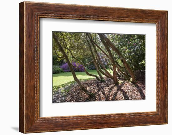 Trewithen Gardens, Near Truro, Cornwall, England-Paul Harris-Framed Photographic Print