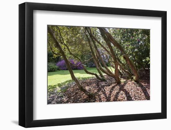 Trewithen Gardens, Near Truro, Cornwall, England-Paul Harris-Framed Photographic Print