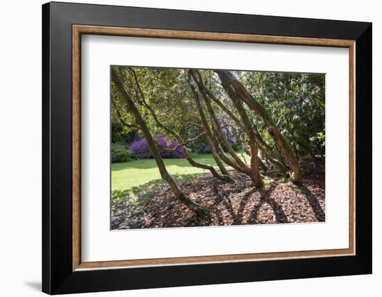 Trewithen Gardens, Near Truro, Cornwall, England-Paul Harris-Framed Photographic Print