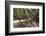 Trewithen Gardens, Near Truro, Cornwall, England-Paul Harris-Framed Photographic Print