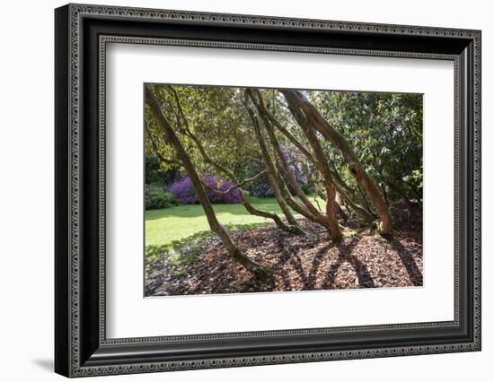 Trewithen Gardens, Near Truro, Cornwall, England-Paul Harris-Framed Photographic Print