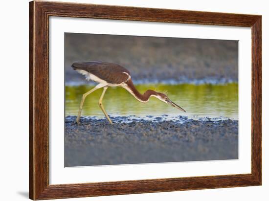 Tri-Colored Heron (Egretta Tricolor) Fishing on the Coast, Texas, USA-Larry Ditto-Framed Photographic Print