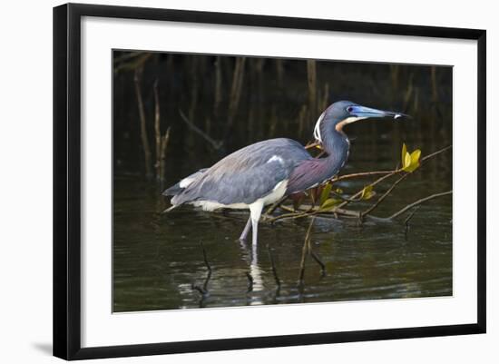 Tri-Colored Heron (Egretta Tricolor) Fishing on the Coast, Texas, USA-Larry Ditto-Framed Photographic Print