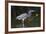 Tri-Colored Heron (Egretta Tricolor) Fishing on the Coast, Texas, USA-Larry Ditto-Framed Photographic Print