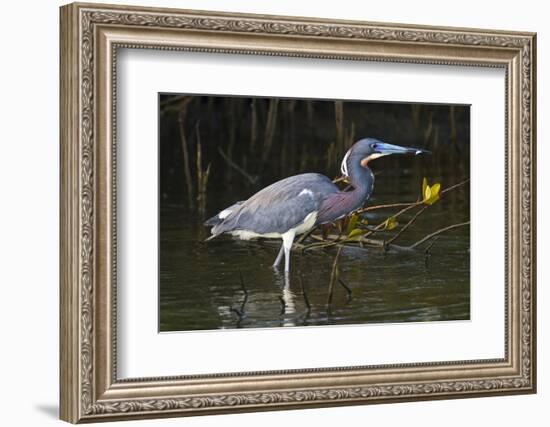 Tri-Colored Heron (Egretta Tricolor) Fishing on the Coast, Texas, USA-Larry Ditto-Framed Photographic Print