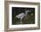 Tri-Colored Heron (Egretta Tricolor) Fishing on the Coast, Texas, USA-Larry Ditto-Framed Photographic Print