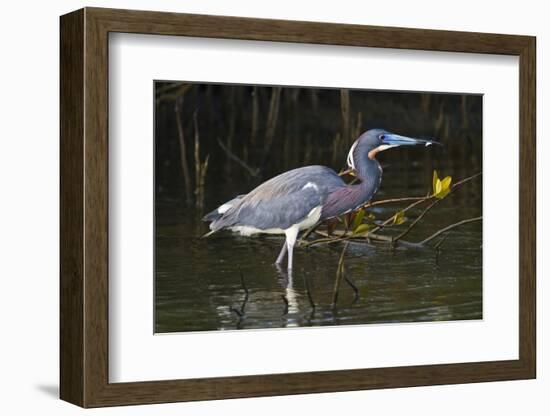 Tri-Colored Heron (Egretta Tricolor) Fishing on the Coast, Texas, USA-Larry Ditto-Framed Photographic Print