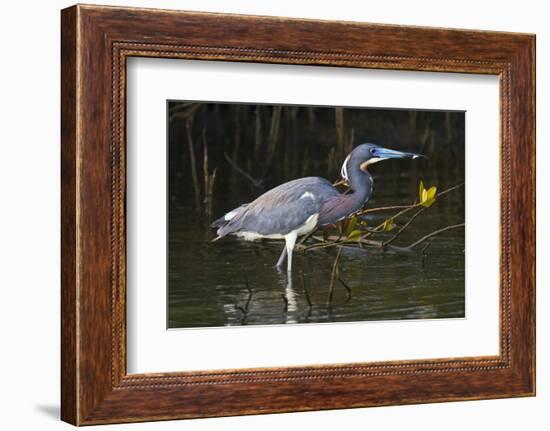 Tri-Colored Heron (Egretta Tricolor) Fishing on the Coast, Texas, USA-Larry Ditto-Framed Photographic Print