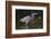 Tri-Colored Heron (Egretta Tricolor) Fishing on the Coast, Texas, USA-Larry Ditto-Framed Photographic Print