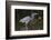 Tri-Colored Heron (Egretta Tricolor) Fishing on the Coast, Texas, USA-Larry Ditto-Framed Photographic Print