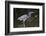 Tri-Colored Heron (Egretta Tricolor) Fishing on the Coast, Texas, USA-Larry Ditto-Framed Photographic Print