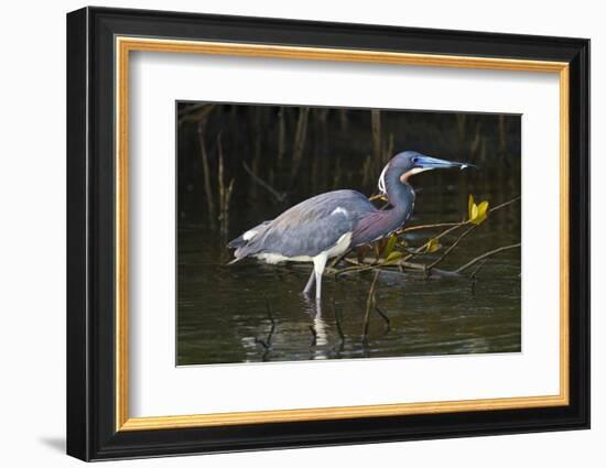 Tri-Colored Heron (Egretta Tricolor) Fishing on the Coast, Texas, USA-Larry Ditto-Framed Photographic Print