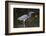 Tri-Colored Heron (Egretta Tricolor) Fishing on the Coast, Texas, USA-Larry Ditto-Framed Photographic Print