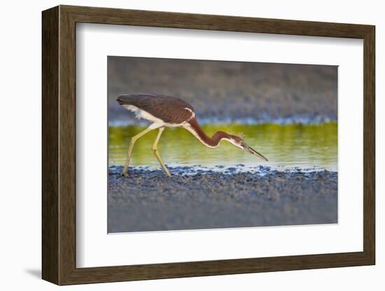 Tri-Colored Heron (Egretta Tricolor) Fishing on the Coast, Texas, USA-Larry Ditto-Framed Photographic Print