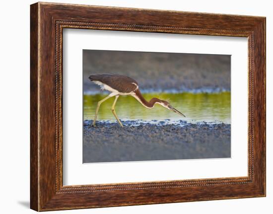 Tri-Colored Heron (Egretta Tricolor) Fishing on the Coast, Texas, USA-Larry Ditto-Framed Photographic Print