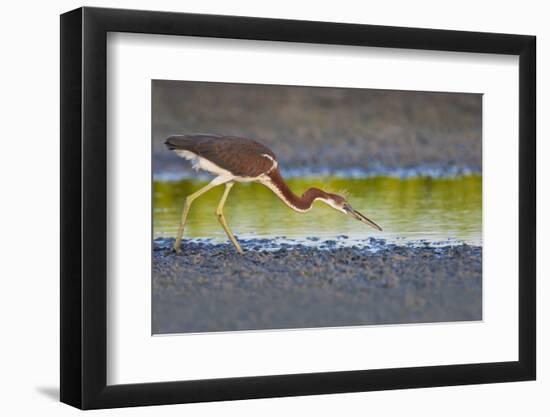 Tri-Colored Heron (Egretta Tricolor) Fishing on the Coast, Texas, USA-Larry Ditto-Framed Photographic Print