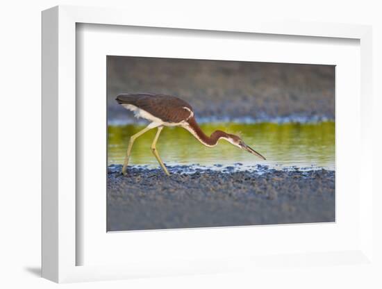 Tri-Colored Heron (Egretta Tricolor) Fishing on the Coast, Texas, USA-Larry Ditto-Framed Photographic Print