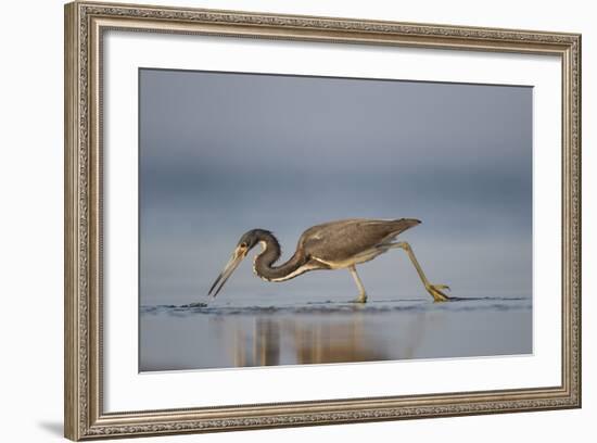 Tri-Colored Heron Feeding in Saline Wetland-Larry Ditto-Framed Photographic Print