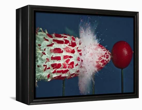 Tri Radish Destruction-Alan Sailer-Framed Premier Image Canvas