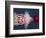 Tri Radish Destruction-Alan Sailer-Framed Photographic Print