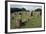 Triangular Grave, Viking Burial Site, Lindholm Hoje, Aalborg, Jutland, Denmark-null-Framed Giclee Print