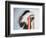 Tribal Headdress, Sioux Tribe (Textile and Feathers)-American-Framed Premium Giclee Print