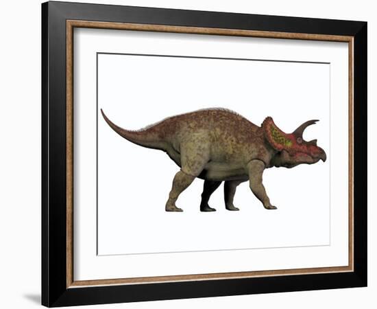 Triceratops, a Herbivorous Dinosaur from the Cretaceous Period-null-Framed Art Print