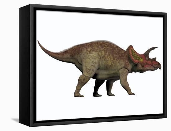 Triceratops, a Herbivorous Dinosaur from the Cretaceous Period-null-Framed Stretched Canvas