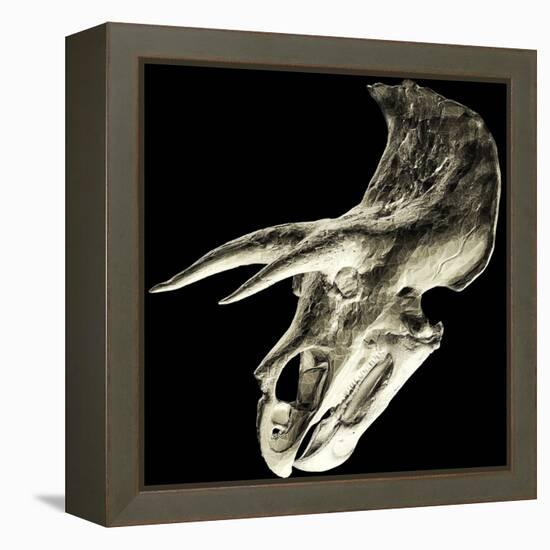 Triceratops Dinosaur Skull-Smithsonian Institute-Framed Premier Image Canvas