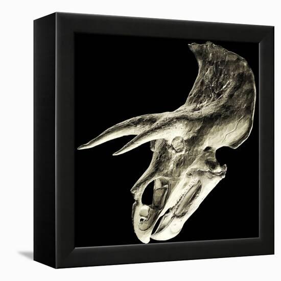 Triceratops Dinosaur Skull-Smithsonian Institute-Framed Premier Image Canvas