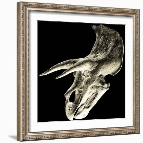 Triceratops Dinosaur Skull-Smithsonian Institute-Framed Premium Photographic Print