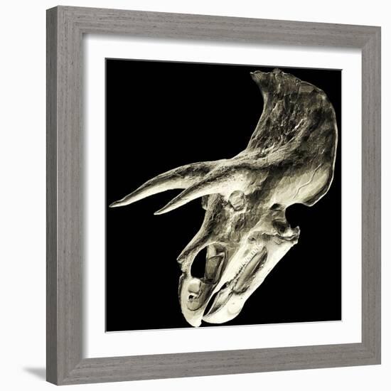 Triceratops Dinosaur Skull-Smithsonian Institute-Framed Premium Photographic Print