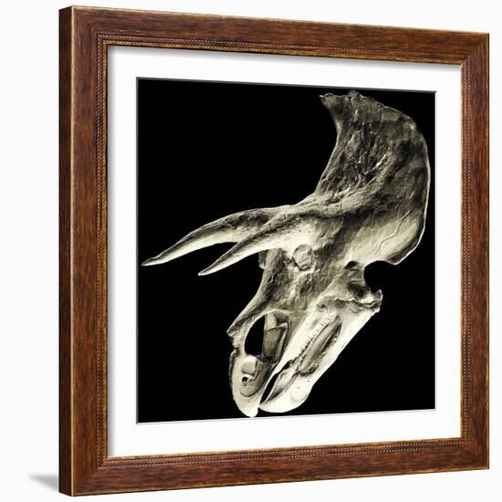 Triceratops Dinosaur Skull-Smithsonian Institute-Framed Premium Photographic Print