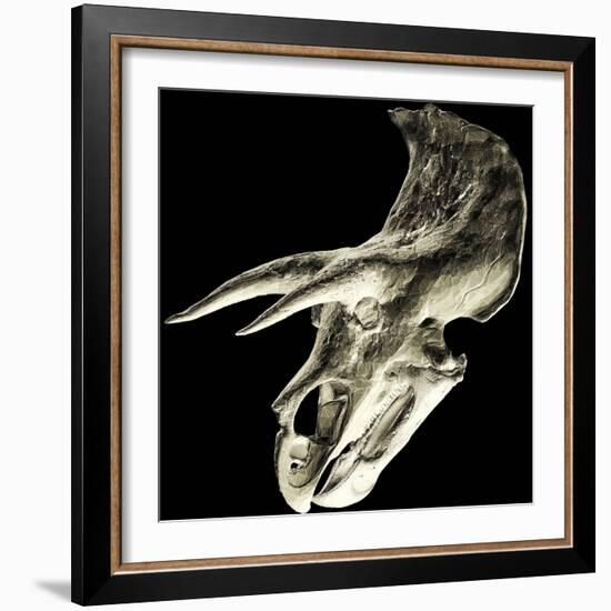 Triceratops Dinosaur Skull-Smithsonian Institute-Framed Premium Photographic Print