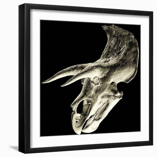 Triceratops Dinosaur Skull-Smithsonian Institute-Framed Premium Photographic Print