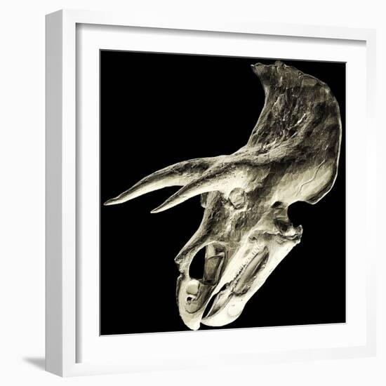 Triceratops Dinosaur Skull-Smithsonian Institute-Framed Premium Photographic Print