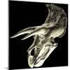 Triceratops Dinosaur Skull-Smithsonian Institute-Mounted Premium Photographic Print