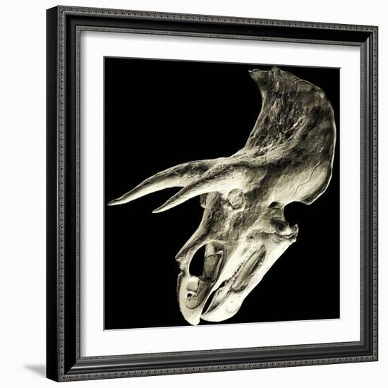 Triceratops Dinosaur Skull-Smithsonian Institute-Framed Premium Photographic Print