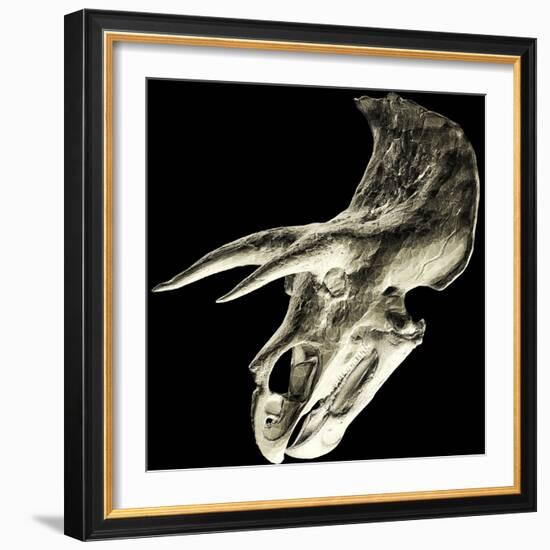 Triceratops Dinosaur Skull-Smithsonian Institute-Framed Premium Photographic Print