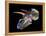 Triceratops Dinosaur Skull-Smithsonian Institute-Framed Premier Image Canvas