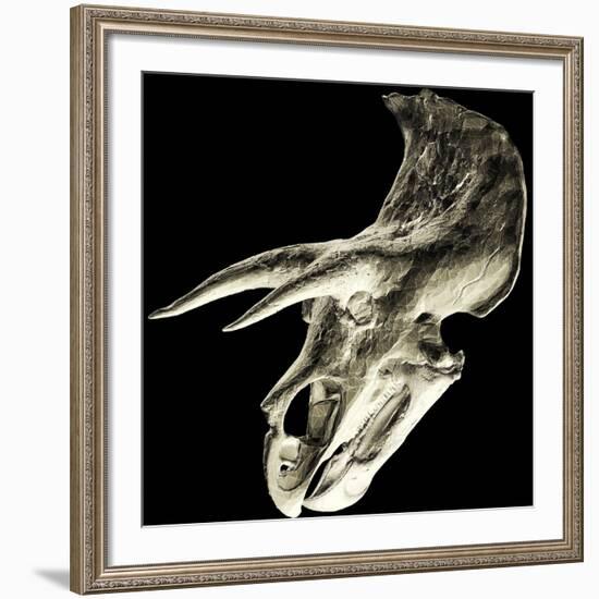 Triceratops Dinosaur Skull-Smithsonian Institute-Framed Photographic Print